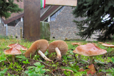 Maroknyi sötétlábú fakógomba a „maroknyi székely” körül a sepsiszentgyörgyi belvárosi református templom kertjében. A szerző felvétele