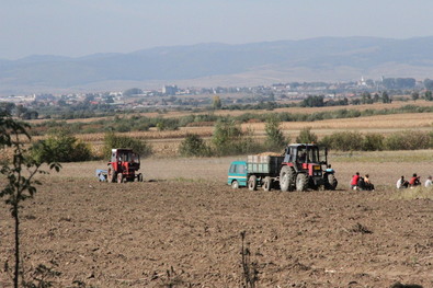 Indul a burgonya- és zöldségtermesztés támogatása (Vidékfejlesztési  pályázatok)