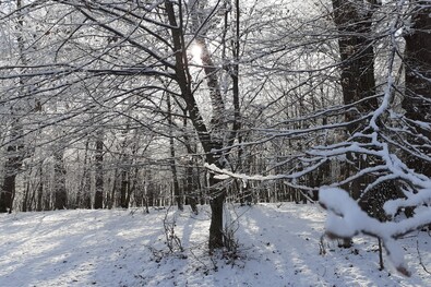A kép illusztráció. Fotó: Farcádi Botond