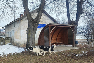Kutyák a kézdialmási megállónál. A szerző felvételei