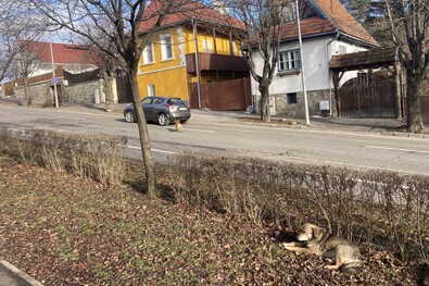 Tehetetlenség (Városjáró)