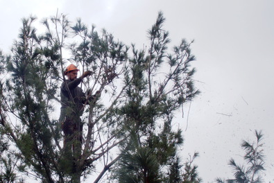 Alpinista szedi le a fészkeket a fenyőfa csúcsáról. Fotó: Szekeres Attila