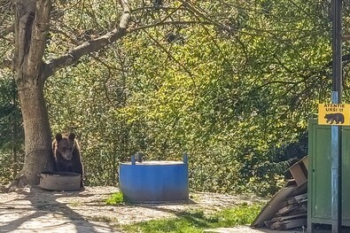 Aggasztó a medvék jelenléte Orbaiszéken
