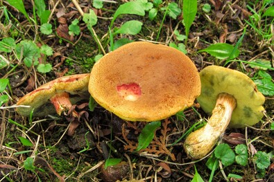 Csigarágta aranyos tinóruk. A szerző felvétele