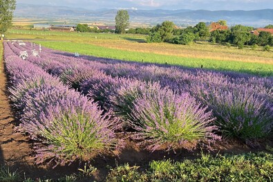 Fotó: Facebook / Lavand' di VIA