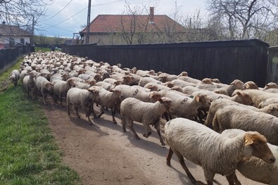 A hatóság elnökének lemondását követelik (Bajban a juhtenyésztők)