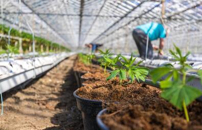 A kannabidiol közelebbről, avagy amit érdemes tudni a CBD-ről /X/