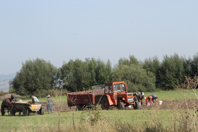 Támogatás burgonyatermesztőknek