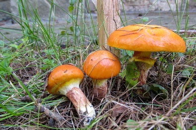 Sárguló lombok, sárga kalapok (A város gombái 115.)