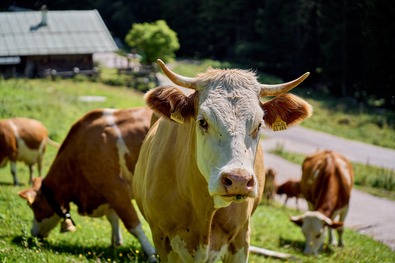 A veszettség minden házi, illetve vadon élő emlősállatot megbetegíthet, és az emberekre is veszélyes. Fotó: pixabay.com 